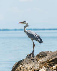 A grey heron standing on a rock near the water