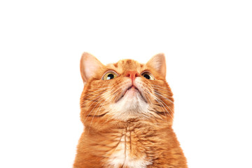 Ginger cat looking up isolated on white background - obrazy, fototapety, plakaty