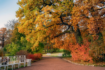 Golden autumn in Catherine Park, Pushkin, St. Petersburg, Russia.