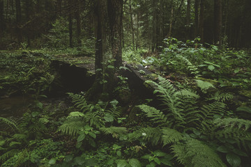 Dark and moody edit of a little creek in a magical fantasy forest in bavaria. Spooky mystical...