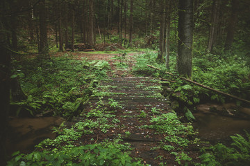 Dark and moody edit of a little creek in a magical fantasy forest in bavaria. Spooky mystical feeling. Rotten  wooden bridge used by knights. Covered with fern and moss.