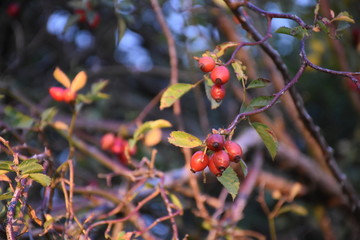 Hagebutten am Strauch