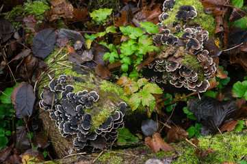 Mushrooms on stumps