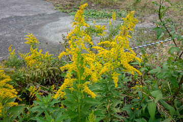 屋外のセイタカアワダチソウ