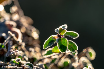 Close-up, shallow focus of newly formed frost seen on young, newly sprouted leaves in a garden in the UK. Taken during early morning, golden sunlight can be seen formed on the leaves.