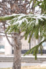 tree in park