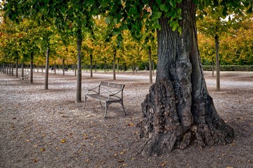 Bench under a tree