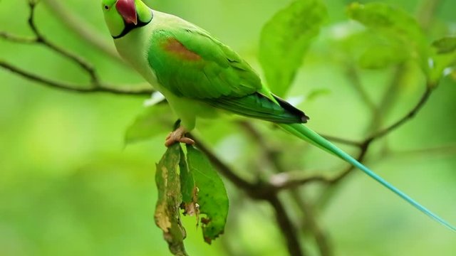 Alexandrine parakeet in Thailand.