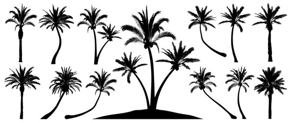 Fototapeta na wymiar Palm trees silhouette. Isolated objects on a white background. Vector set tropical trees