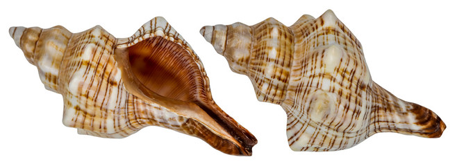 Sea shell isolated on white background