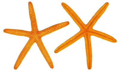 Yellow starfish. View from two sides. Isolated on a white background