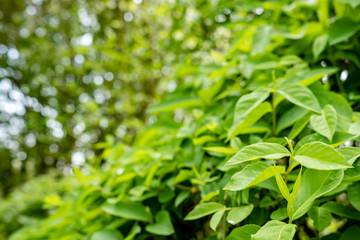 Shallow focus of an early summer shrub showing its new leaf growth in dense arrangement, seen at the back of a rural garden.