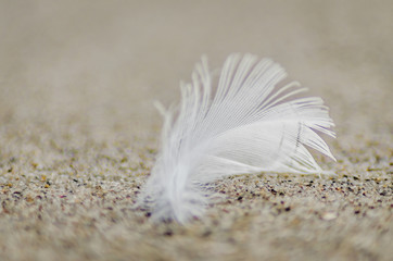 Swan feather on the sand