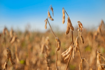 Ripe soybean pods on the stalk in a soybean field on a sunny autumn day. Space for text. Selective...