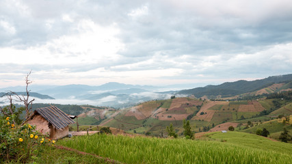 Beautiful rice terraces in the morning at Chiang mai, Thailand