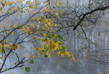  Tree branches with autumn yellow leaves on a background of a river in a foggy morning