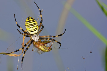 Spinne