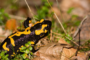 Feuersalamander