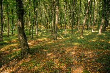 forest environment outdoor scenic view in early autumn season with green and yellow foliage colors and lonely dirt trail 