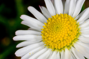 Fototapeta premium Gänseblümchen
