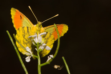 Schmetterling