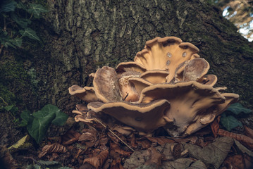 mushroom in forest