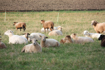 Schafherde auf der Weide