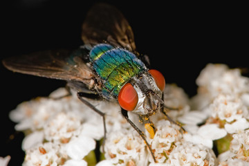Fliege