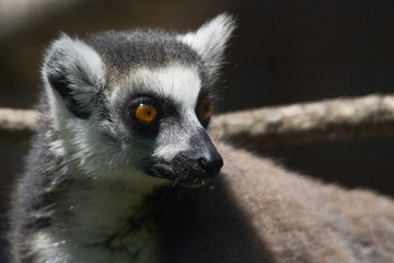 Lemur