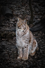 Moody portrait of a lynx