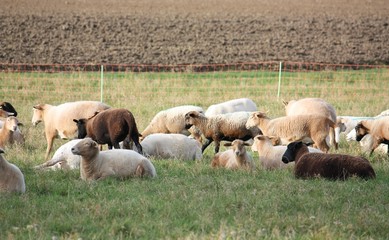 Schafe beim Abgrasen