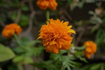 orange flower