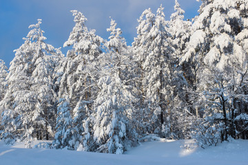 Snowy winter forest