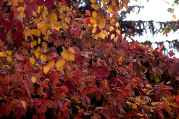 Parthenocissus quinquefolia