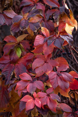 Parthenocissus quinquefolia