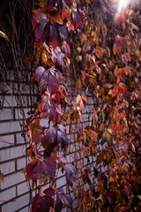 Parthenocissus quinquefolia