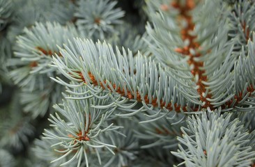 Naklejka na ściany i meble blue spruce branches close up