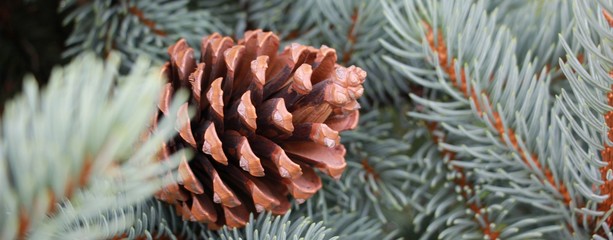 branches of blue spruce and pine cone