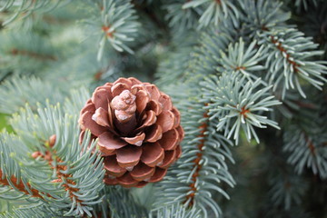 branches of blue spruce and pine cone