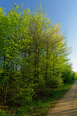 Wald auf der Sophienhöhe, Nähe Elsdorf