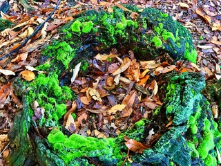 moss and leaves