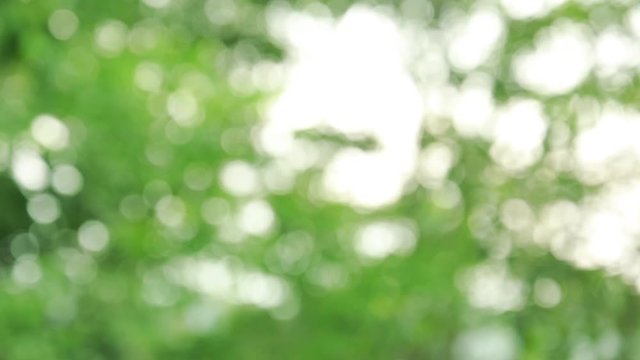 Beautiful natural green sunshine, bokeh background. sun with sunflares
