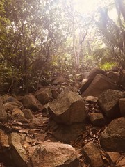 Jungle feeling on the Seychelles