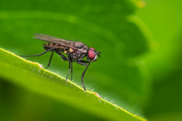 Fliege