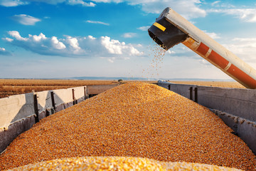 Machine for separating corn grains working on field and filling tractor trailer with corn. Autumn...