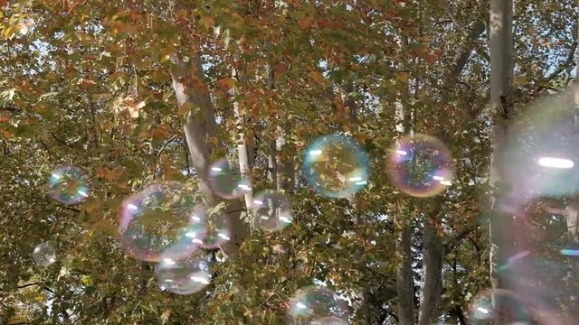 At Margaret island for the day and there was a man entertaining kid by blowing lots of bubble in the air