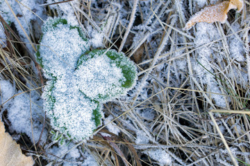 Frozen  Leaf of clover