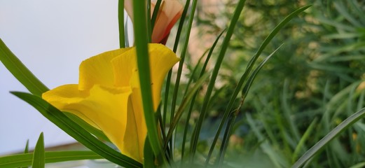 yellow flowers in the garden