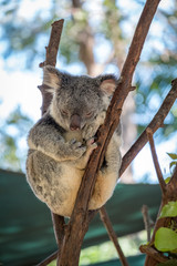 Naklejka premium Koala bear sleeping in a gum tree