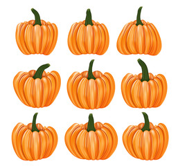 Thanksgiving pumpkin. Isolated realistic set. Vector illustration.